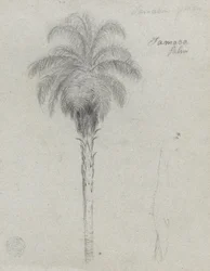 Boceto botánico mostrando dos vistas de la palma Tamaca